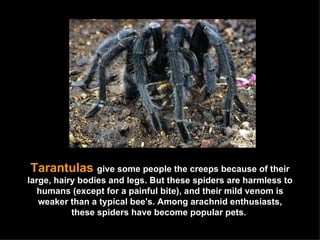 Tarantulas  give some people the creeps because of their large, hairy bodies and legs. But these spiders are harmless to humans (except for a painful bite), and their mild venom is weaker than a typical bee's. Among arachnid enthusiasts, these spiders have become popular pets.  