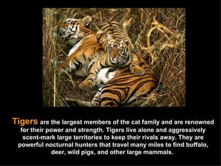 Tigers   are the largest members of the cat family and are renowned for their power and strength. Tigers live alone and aggressively scent-mark large territories to keep their rivals away. They are powerful nocturnal hunters that travel many miles to find buffalo, deer, wild pigs, and other large mammals.  