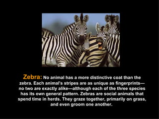 Zebra:   No animal has a more distinctive coat than the zebra. Each animal's stripes are as unique as fingerprints—no two are exactly alike—although each of the three species has its own general pattern. Zebras are social animals that spend time in herds. They graze together, primarily on grass, and even groom one another.  