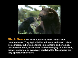 Black Bears   are North America's most familiar and common bears. They typically live in forests and are excellent tree climbers, but are also found in mountains and swamps. Despite their name, black bears can be blue-gray or blue-black, brown, cinnamon, or even (very rarely) white. Black bears are very opportunistic eaters.  
