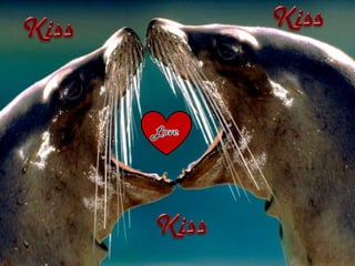 Kiss Kiss Love Kiss 