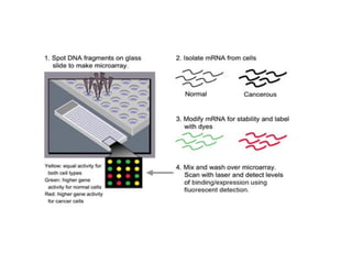 Some building blocks for Rational Drug Design | PPT
