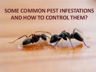 SOME COMMON PEST INFESTATIONS
AND HOW TO CONTROL THEM?
 