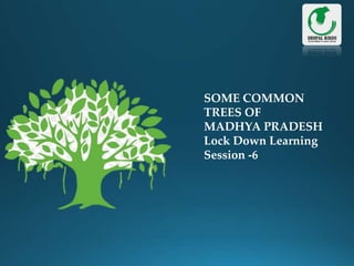 SOME COMMON
TREES OF
MADHYA PRADESH
Lock Down Learning
Session -6
 
