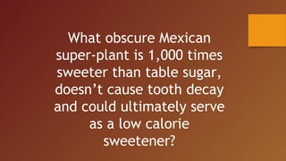 What obscure Mexican
super-plant is 1,000 times
sweeter than table sugar,
doesn’t cause tooth decay
and could ultimately serve
as a low calorie
sweetener?
 