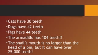•Cats have 30 teeth
•Dogs have 42 teeth
•Pigs have 44 teeth
•The armadillo has 104 teeth!!
•The snail’s mouth is no larger than the
head of a pin, but it can have over
25,000 teeth!
 