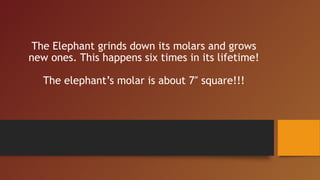 The Elephant grinds down its molars and grows
new ones. This happens six times in its lifetime!
The elephant’s molar is about 7″ square!!!
 