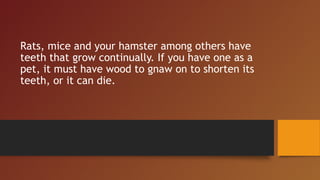 Rats, mice and your hamster among others have
teeth that grow continually. If you have one as a
pet, it must have wood to gnaw on to shorten its
teeth, or it can die.
 
