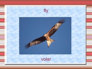 fly




volar
 