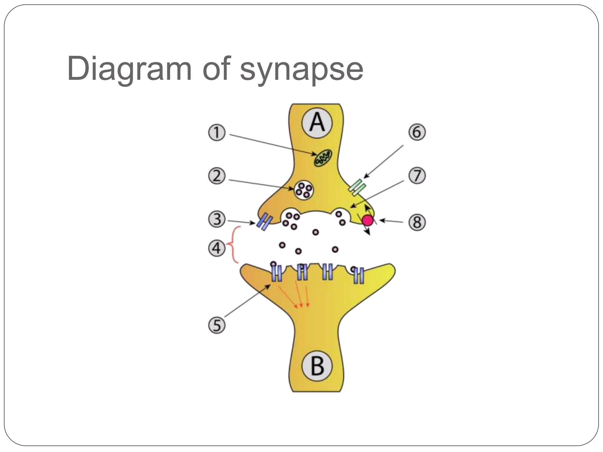 Diagram of synapse
 