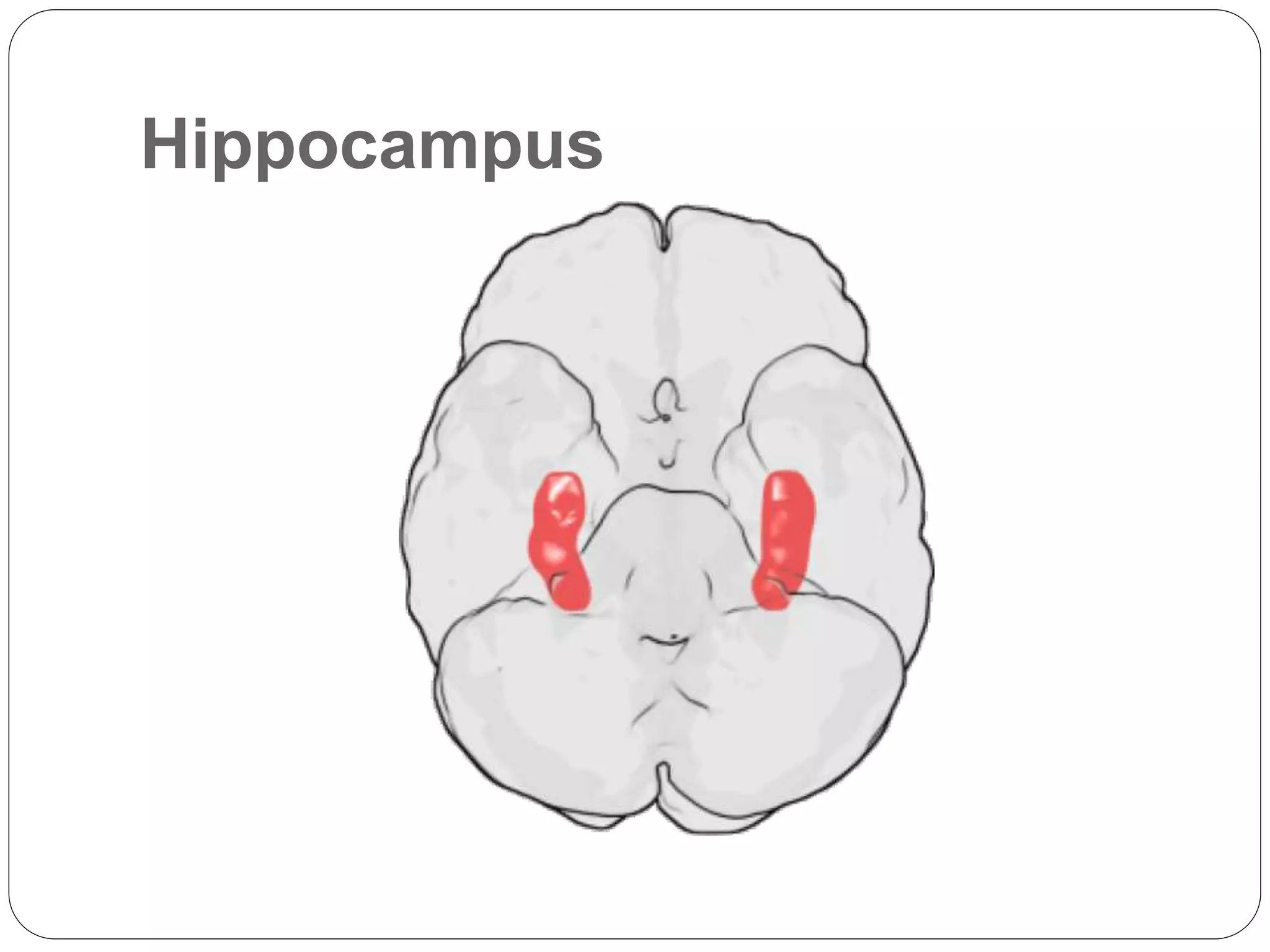 Hippocampus
 
