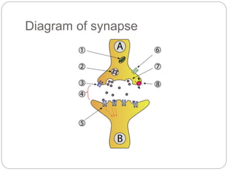 Diagram of synapse
 