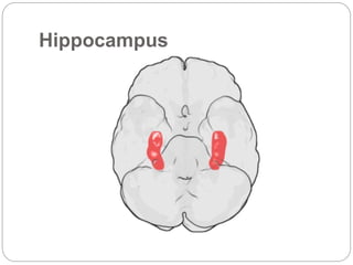 Hippocampus
 