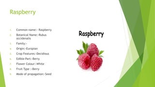 Raspberry Origin Country Some important facts about fruits A Lecture By Mr Allah Dad Khan Former ...