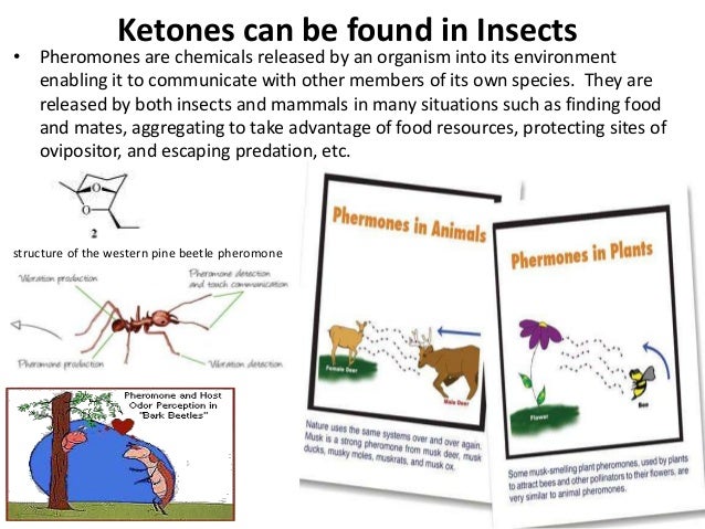 Some interesting occurrences of aldehydes and ketones in natural prod 