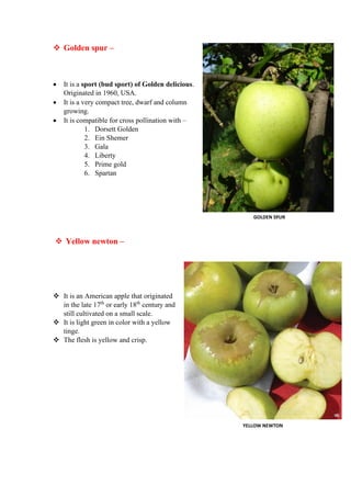 Comprehensive Guide to Major Apple Varieties and Their Characteristics ...