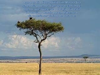 Deus nos dá o livre arbítrio sim. Mas na Sua sabedoria pode nos dizer se este caminho émelhor que aquele, se o coração não está influenciado demais por emoções, se o dia poderia ser pintado de outra cor.