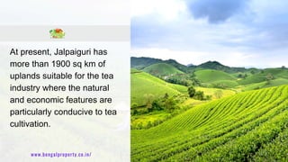 At present, Jalpaiguri has
more than 1900 sq km of
uplands suitable for the tea
industry where the natural
and economic fe...