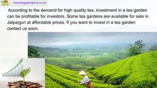 www.bengalproperty.co.in/
According to the demand for high quality tea, investment in a tea garden
can be profitable for i...