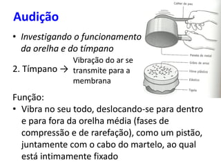 Audição
• Investigando o funcionamento
da orelha e do tímpano
2. Tímpano →
Vibração do ar se
transmite para a
membrana
Função:
• Vibra no seu todo, deslocando-se para dentro
e para fora da orelha média (fases de
compressão e de rarefação), como um pistão,
juntamente com o cabo do martelo, ao qual
está intimamente fixado
 