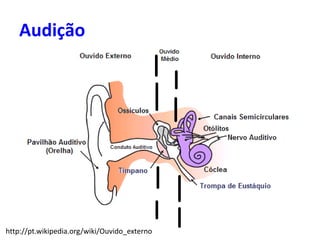Audição
http://pt.wikipedia.org/wiki/Ouvido_externo
 