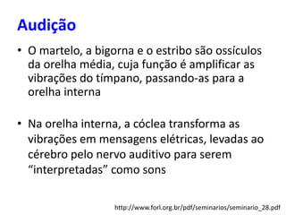 • Na orelha interna, a cóclea transforma as
vibrações em mensagens elétricas, levadas ao
cérebro pelo nervo auditivo para serem
“interpretadas” como sons
• O martelo, a bigorna e o estribo são ossículos
da orelha média, cuja função é amplificar as
vibrações do tímpano, passando-as para a
orelha interna
http://www.forl.org.br/pdf/seminarios/seminario_28.pdf
Audição
 