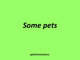 Some pets


 gabrielvoiculescu
 