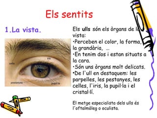 Els sentits 
1.La vista. Els ulls són els òrgans de la 
vista: 
•Perceben el color, la forma, 
la grandària, … 
•En tenim dos i estan situats a 
la cara. 
•Són uns òrgans molt delicats. 
•De l'ull en destaquem: les 
parpelles, les pestanyes, les 
celles, l'iris, la pupil·la i el 
cristal·lí. 
El metge especialista dels ulls és 
l'oftalmòleg o oculista. 
 