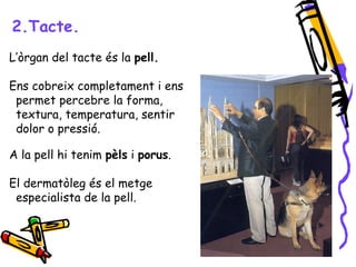 2.Tacte. 
L’òrgan del tacte és la pell. 
Ens cobreix completament i ens 
permet percebre la forma, 
textura, temperatura, sentir 
dolor o pressió. 
A la pell hi tenim pèls i porus. 
El dermatòleg és el metge 
especialista de la pell. 
 