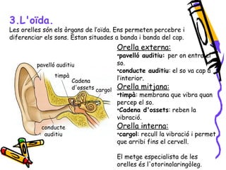 3.L'oïda. 
Les orelles són els òrgans de l’oïda. Ens permeten percebre i 
diferenciar els sons. Estan situades a banda i banda del cap. 
Orella externa: 
•pavelló auditiu: per on entra el 
so. 
•conducte auditiu: el so va cap a 
l’interior. 
Orella mitjana: 
•timpà: membrana que vibra quan 
percep el so. 
•Cadena d'ossets: reben la 
vibració. 
Orella interna: 
•cargol: recull la vibració i permet 
que arribi fins el cervell. 
El metge especialista de les 
orelles és l'otorinolaringòleg. 
pavelló auditiu 
timpà 
Cadena 
d'ossets cargol 
conducte 
auditiu 
 