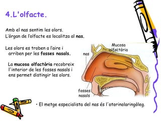 4.L'olfacte. 
Amb el nas sentim les olors. 
L’òrgan de l’olfacte es localitza al nas. 
Les olors es troben a l’aire i 
arriben per les fosses nasals. 
La mucosa olfactòria recobreix 
l'interior de les fosses nasals i 
ens permet distingir les olors. 
Mucosa 
olfactòria 
nas 
fosses 
nasals 
• El metge especialista del nas és l'otorinolaringòleg. 
 