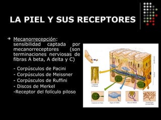 Reseptor Pacini Ruffini somestesia salvador.presentacion universidad | PPT