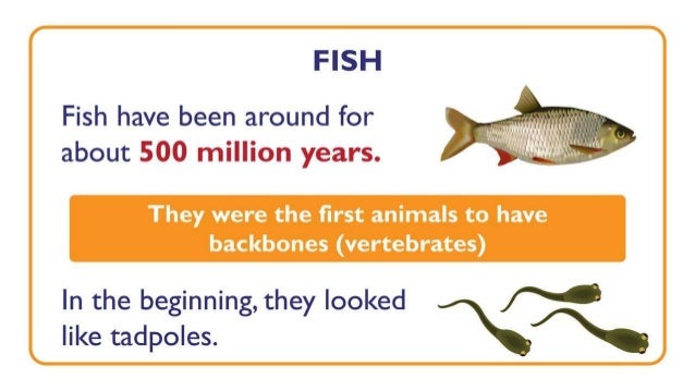 Fish What Is A Fish Fish Characteristics And Food Chain Something
