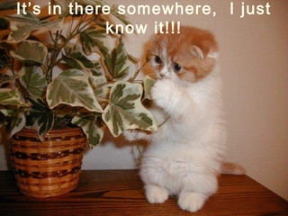 It’s in there somewhere, I just
know it!!!