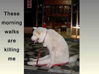 These
morning
walks
are
killing
me