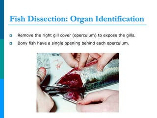Sometime fish an anatomy lesson for middle school students | PDF