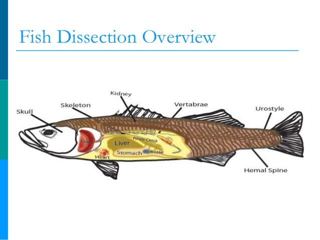 Sometime fish an anatomy lesson for middle school students