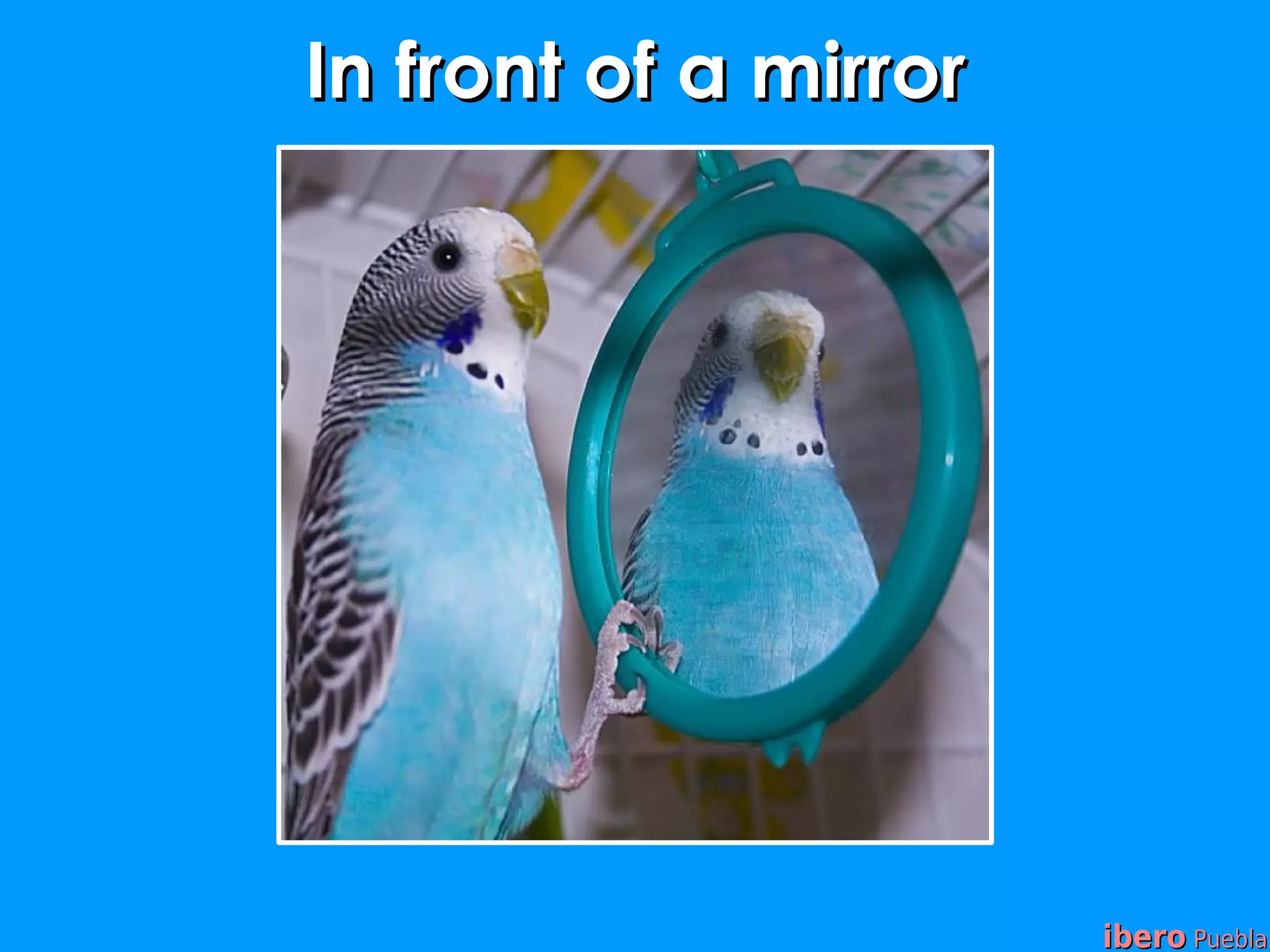 In front of a mirror




                       ibero Puebla
 