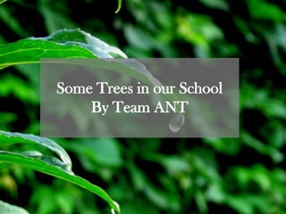 Some Trees in our School By Team ANT 