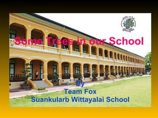 Some Trees in our School By Team Fox Suankularb Wittayalai School 