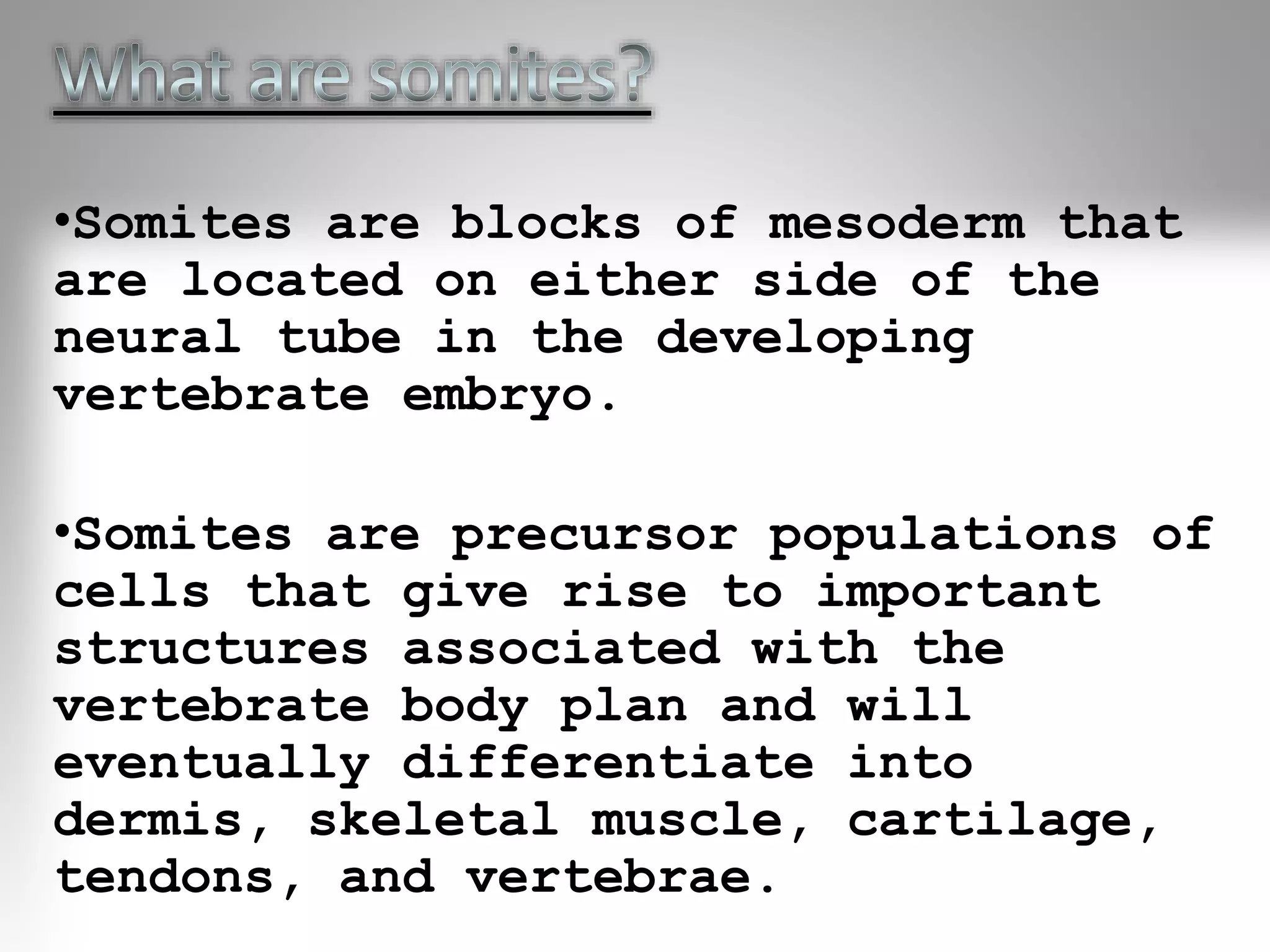 •Somites are blocks of mesoderm that
are located on either side of the
neural tube in the developing
vertebrate embryo.
•Somites are precursor populations of
cells that give rise to important
structures associated with the
vertebrate body plan and will
eventually differentiate into
dermis, skeletal muscle, cartilage,
tendons, and vertebrae.
 