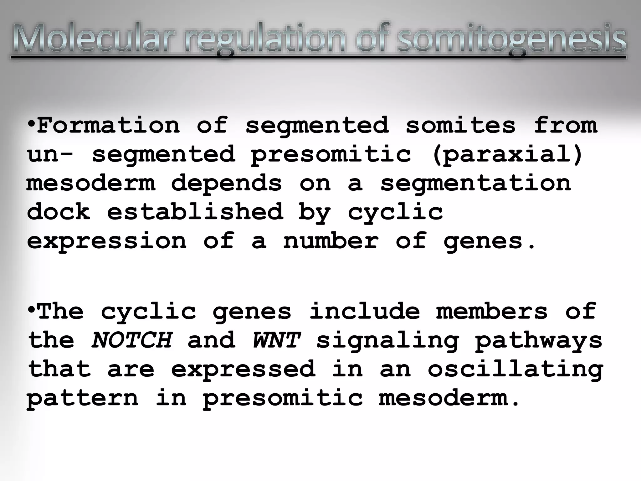 •Formation of segmented somites from
un- segmented presomitic (paraxial)
mesoderm depends on a segmentation
dock established by cyclic
expression of a number of genes.
•The cyclic genes include members of
the NOTCH and WNT signaling pathways
that are expressed in an oscillating
pattern in presomitic mesoderm.
 