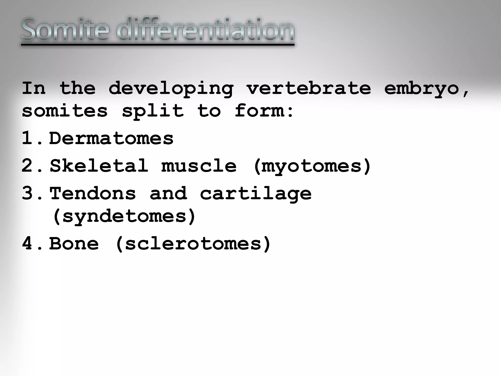 In the developing vertebrate embryo,
somites split to form:
1. Dermatomes
2. Skeletal muscle (myotomes)
3. Tendons and cartilage
(syndetomes)
4. Bone (sclerotomes)
 