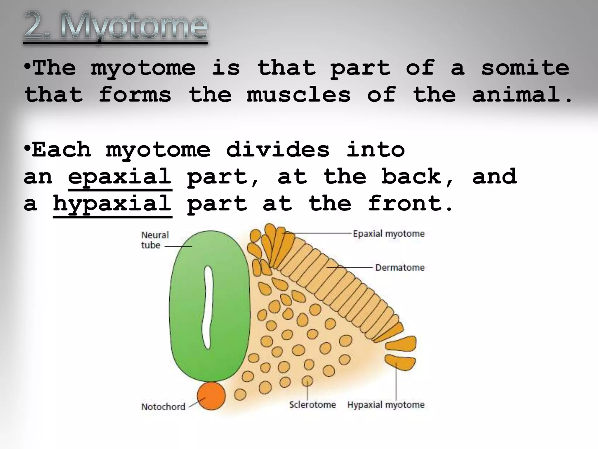 •The myotome is that part of a somite
that forms the muscles of the animal.
•Each myotome divides into
an epaxial part, at the back, and
a hypaxial part at the front.
 