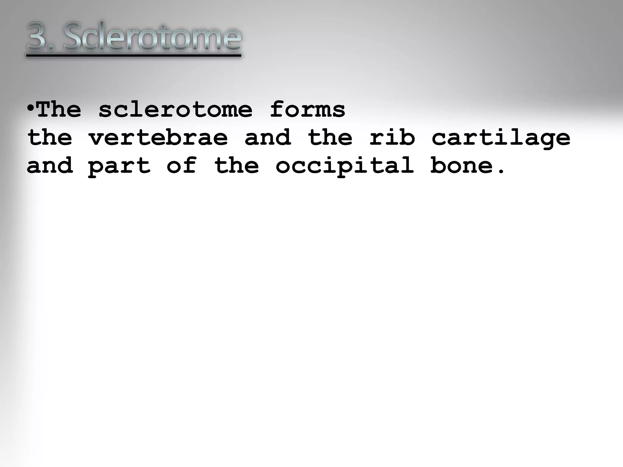 •The sclerotome forms
the vertebrae and the rib cartilage
and part of the occipital bone.
 