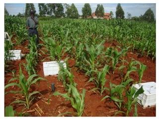 Eco efficiency of Integrated Soil Fertility Management in Western Kenya  Sommer et al 2014