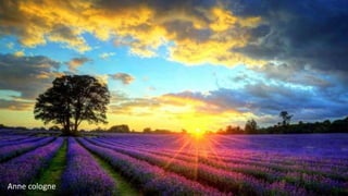 Anne cologne
 