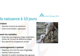 De la naissance à 10 jours
Les enjeux
• Favoriser la prise de colostrum
• Créer le lien brebis / agneau(x)
Prévenir les ma...