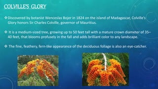 COLVILLE’S GLORY
Discovered by botanist Wenceslas Bojer in 1824 on the island of Madagascar, Colville’s
Glory honors Sir Charles Colville, governor of Mauritius.
 It is a medium-sized tree, growing up to 50 feet tall with a mature crown diameter of 35–
40 feet, that blooms profusely in the fall and adds brilliant color to any landscape.
 The fine, feathery, fern-like appearance of the deciduous foliage is also an eye-catcher.
 