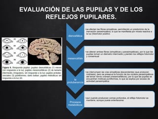EVALUACIÓN DE LAS PUPILAS Y DE LOS
REFLEJOS PUPILARES.
diencefálica
•se afectan las fibras simpáticas, permitiendo un predominio de la
inervación parasimpática, lo que se manifiesta por miosis reactiva a
la luz (fotomotor positivo
mesencéfalo
•se alteran ambas fibras (simpáticas y parasimpáticas), por lo que las
pupilas toman un diámetro intermedio y pierden los reflejos fotomotor
y consensual
la
protuberancia
•se interrumpen las vías simpáticas descendentes (que producen
midriasis), pero se preserva la función de los núcleos parasimpáticos
del tercer nervio craneal (mesencefálicos), por lo que las pupilas se
encuentran mióticas puntiformes, lo que se explica por exceso de
actividad parasimpática
Procesos
metabólicos
•aun cuando produzcan comas profundos, el reflejo fotomotor se
mantiene, aunque puede enlentecerse
 